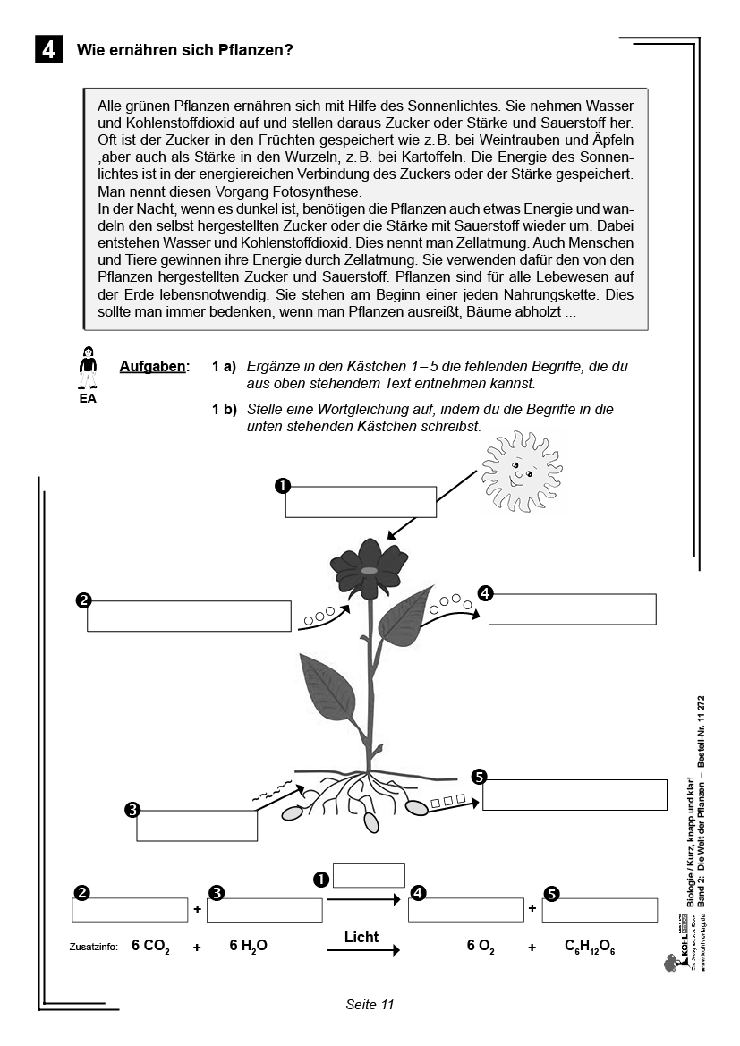 Biologie - kurz, knapp und klar! Band 2: Die Welt der Pflanzen, 76 S.