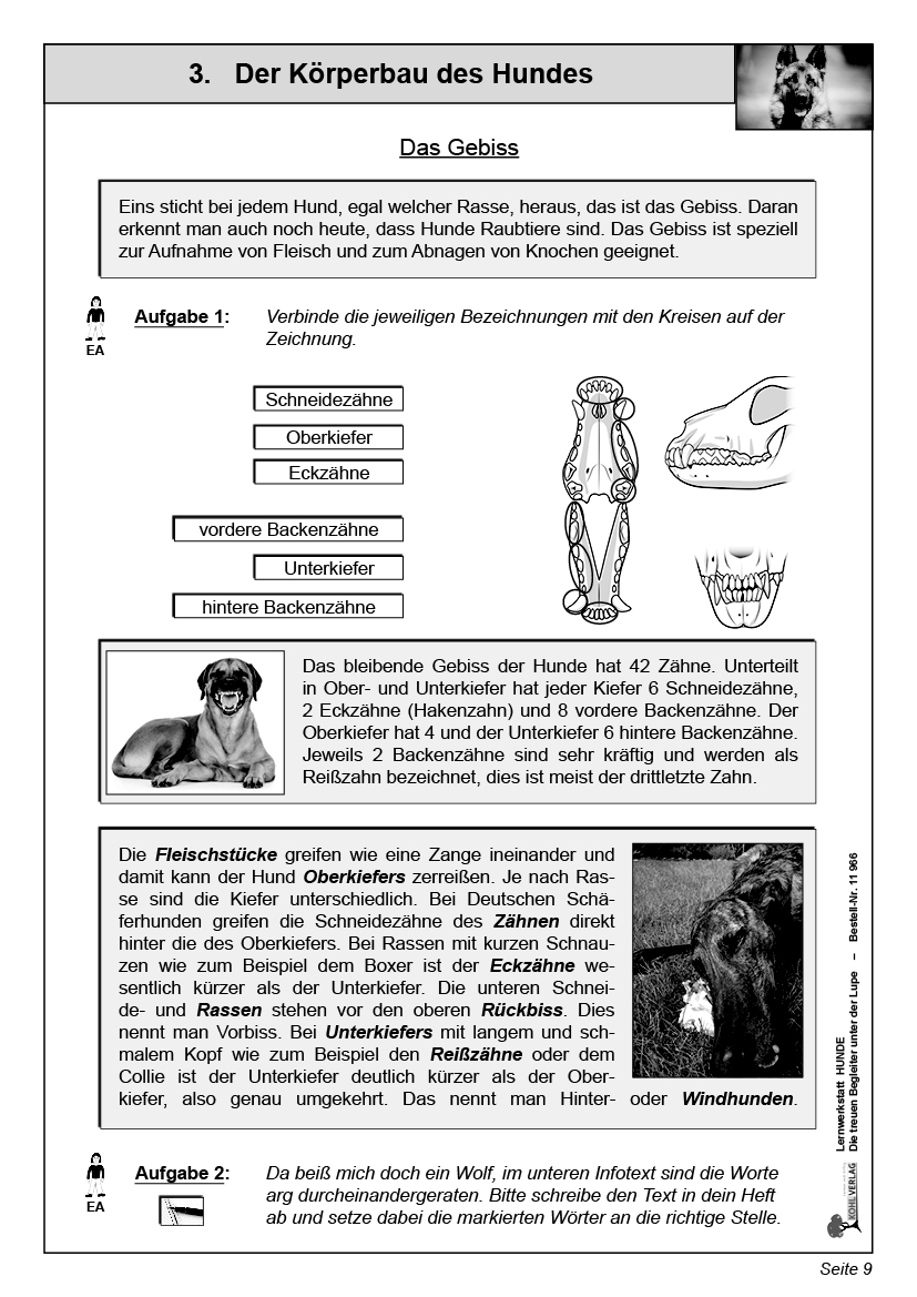 Lernwerkstatt Hunde PDF, ab 9 J., 48 S.