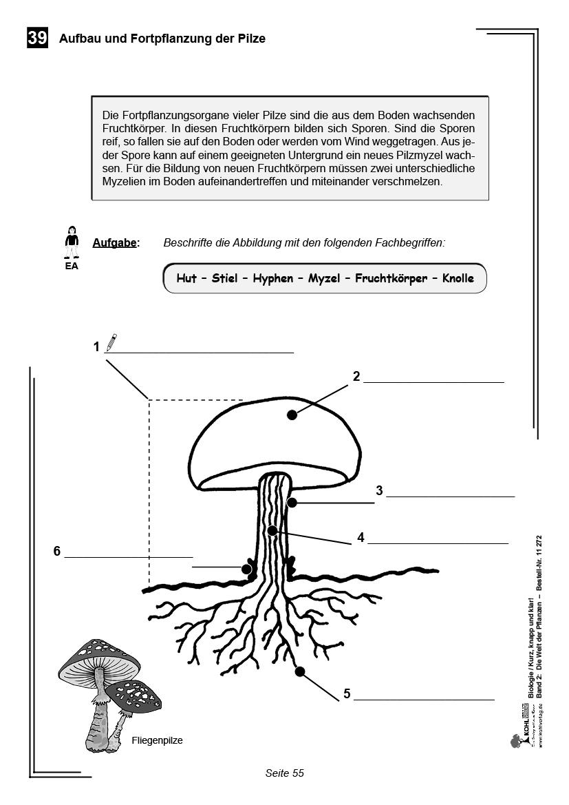 Biologie - kurz, knapp und klar! Band 2: Die Welt der Pflanzen, 76 S.