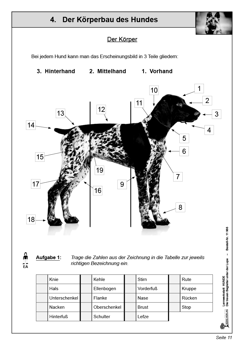 Lernwerkstatt Hunde, ab 9 J., 48 S.