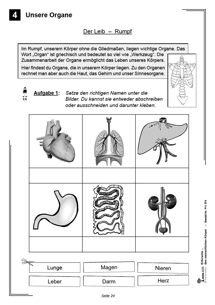 Erforsche ... den menschlichen Körper, ab 6 Jahre, PDF